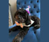 Photo of Samwise the Brave, a Poodle (Small), Shih Tzu, Pekingese, and Maltese mix in New York State, USA