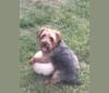 Dante, a Yorkshire Terrier tested with EmbarkVet.com