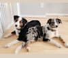 Toaster, an Australian Shepherd Group tested with EmbarkVet.com
