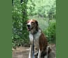 Bunjee, a Treeing Walker Coonhound and Australian Shepherd mix tested with EmbarkVet.com