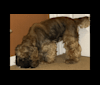 Zoey, a Cocker Spaniel tested with EmbarkVet.com