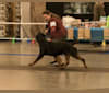 Photo of Burkhardt, a Rottweiler  in Illinois, USA