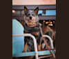 Malibu, an Australian Cattle Dog tested with EmbarkVet.com