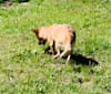 Photo of Lyosha, an Australian Cattle Dog  in Turlock, CA, USA