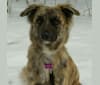 Photo of Reemie, a Bouvier des Flandres, German Shepherd Dog, Golden Retriever, and Mixed mix in Meaford, Ontario, Canada