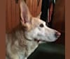 Raynn, a German Shepherd Dog and Labrador Retriever mix tested with EmbarkVet.com