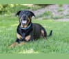 Photo of Prim (AKA #bestdogever), a Rottweiler and Labrador Retriever mix in Seattle, Washington, USA