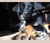 Photo of Kit, a Treeing Walker Coonhound, Golden Retriever, Chow Chow, American Eskimo Dog, German Shepherd Dog, and Cocker Spaniel mix in Georgia, USA