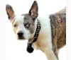 Rosco, a Boston Terrier and Border Collie mix tested with EmbarkVet.com