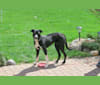 Penny, a Border Collie and American Pit Bull Terrier mix tested with EmbarkVet.com