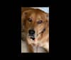 Jax, an Alaskan Malamute and American Pit Bull Terrier mix tested with EmbarkVet.com
