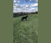 Kodie, a Great Pyrenees and Brittany mix tested with EmbarkVet.com