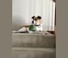 Photo of JETT, an Anatolian Shepherd Dog, Russell-type Terrier, Australian Cattle Dog, German Shepherd Dog, Great Pyrenees, and Mixed mix in Little Rock, Arkansas, USA