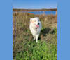Duffy, a Siberian Husky and Chow Chow mix tested with EmbarkVet.com