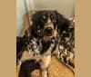 Photo of Archie, a Border Collie, Great Pyrenees, Bluetick Coonhound, and Australian Cattle Dog mix in Texas, USA