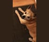 Frankie, a Chihuahua and Miniature Pinscher mix tested with EmbarkVet.com