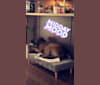 Timber, an American Bully and Chesapeake Bay Retriever mix tested with EmbarkVet.com