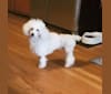 Fendi, a Poodle (Small) tested with EmbarkVet.com