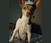 Ursa Minor, a Rat Terrier tested with EmbarkVet.com