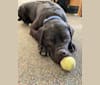 Benson, an American Pit Bull Terrier and Labrador Retriever mix tested with EmbarkVet.com