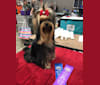 Photo of Tito, a Yorkshire Terrier  in Elkhart, Indiana, USA