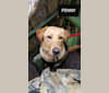 Penny, a Labrador Retriever tested with EmbarkVet.com