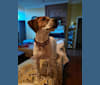 Allie, a Bluetick Coonhound and Cane Corso mix tested with EmbarkVet.com