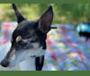 Snoopy, a Russell-type Terrier and Chihuahua mix tested with EmbarkVet.com