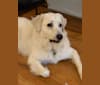 Elly, a Great Pyrenees (28.1% unresolved) tested with EmbarkVet.com