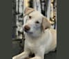 Photo of Yukon, a Siberian Husky, Labrador Retriever, German Shepherd Dog, Treeing Walker Coonhound, and Redbone Coonhound mix
