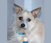 Rascal, a Chihuahua and Poodle (Small) mix tested with EmbarkVet.com