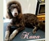 Photo of Kona, a Poodle  in Utah, USA