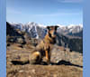 Kava, a German Shepherd Dog and Labrador Retriever mix tested with EmbarkVet.com