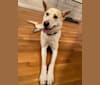 Freddie, a Siberian Husky and German Shepherd Dog mix tested with EmbarkVet.com