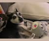 Mojo-Jojo, a Chihuahua and Poodle (Small) mix tested with EmbarkVet.com