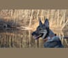 Indigo, a German Shepherd Dog and Belgian Malinois mix tested with EmbarkVet.com