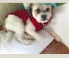 Kipling, a Shih Tzu and Russell-type Terrier mix tested with EmbarkVet.com
