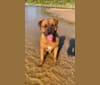 Roscoe, a Dogue de Bordeaux and Rottweiler mix tested with EmbarkVet.com