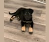 Ludo, a German Shepherd Dog and Great Pyrenees mix tested with EmbarkVet.com