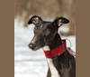 Wander, a Greyhound tested with EmbarkVet.com