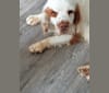 Photo of Betty, a Clumber Spaniel  in Durham, UK