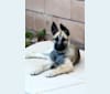 Ripley, a Belgian Malinois and Siberian Husky mix tested with EmbarkVet.com