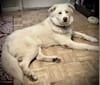 Zeus, a Siberian Husky and American Pit Bull Terrier mix tested with EmbarkVet.com