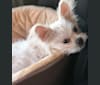 Graci, a Pug and Chihuahua mix tested with EmbarkVet.com