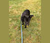 Photo of Ru, an American Pit Bull Terrier, German Shepherd Dog, Australian Cattle Dog, and Mixed mix in Kentucky, USA