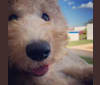 Chelsea, a Goldendoodle tested with EmbarkVet.com