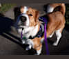 Toby, a Shetland Sheepdog and Bulldog mix tested with EmbarkVet.com