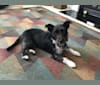 Bluebelle, a Russell-type Terrier and American Staffordshire Terrier mix tested with EmbarkVet.com