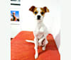 Kevin, a Rat Terrier and Shih Tzu mix tested with EmbarkVet.com