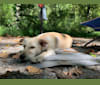 Iris, a Miniature Schnauzer and German Shepherd Dog mix tested with EmbarkVet.com
